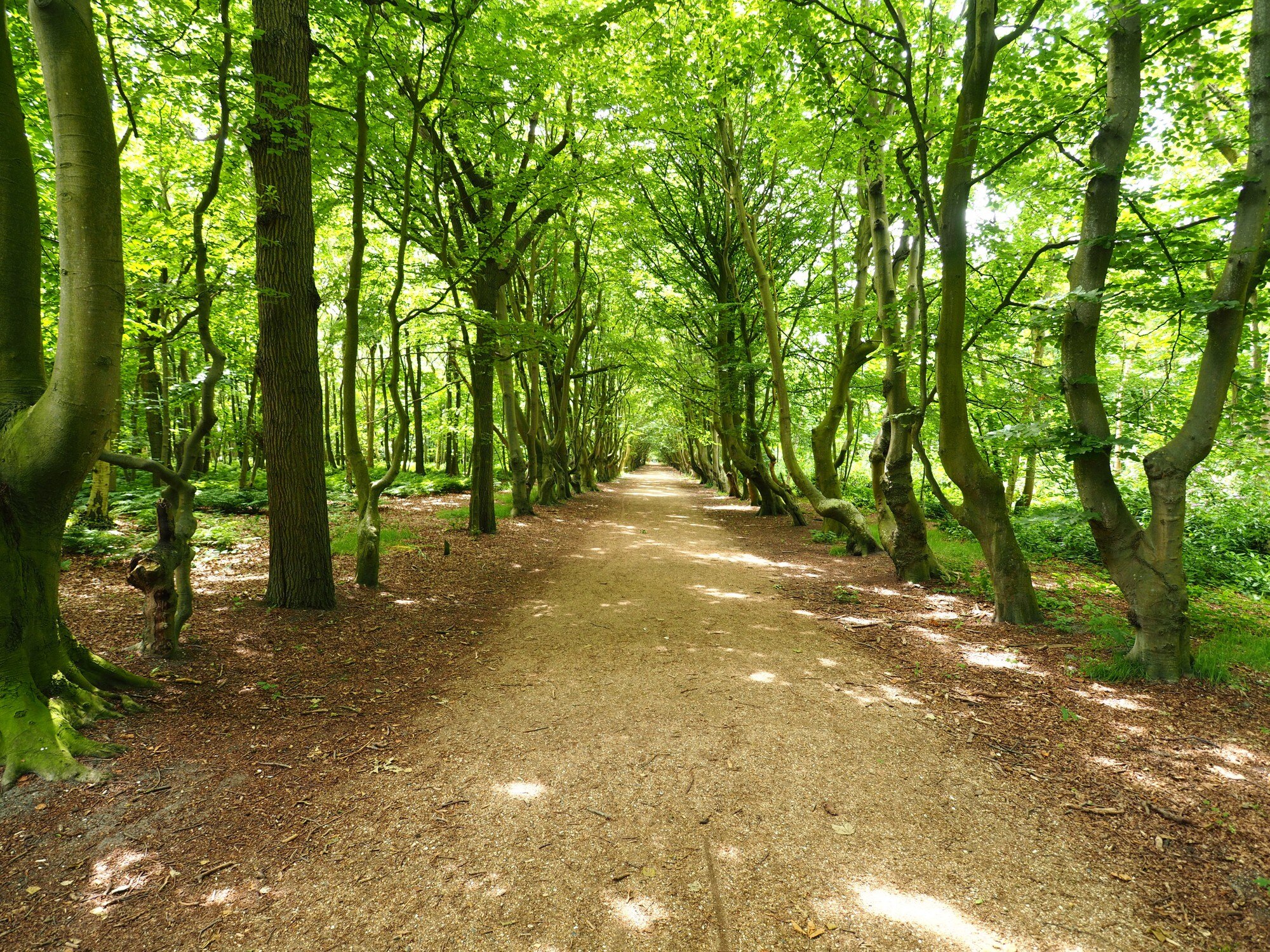 Sendero arbolado para caminar
